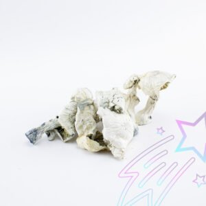 Buy albino avery mushroom online in Australia