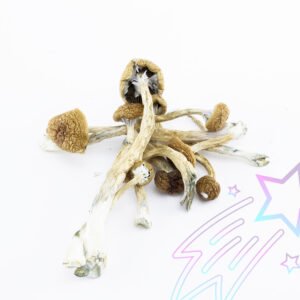 Buy Golden Teacher mushroom online in Australia